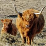 Decoding the Shaggy Scottish Grazer Crossword Clue