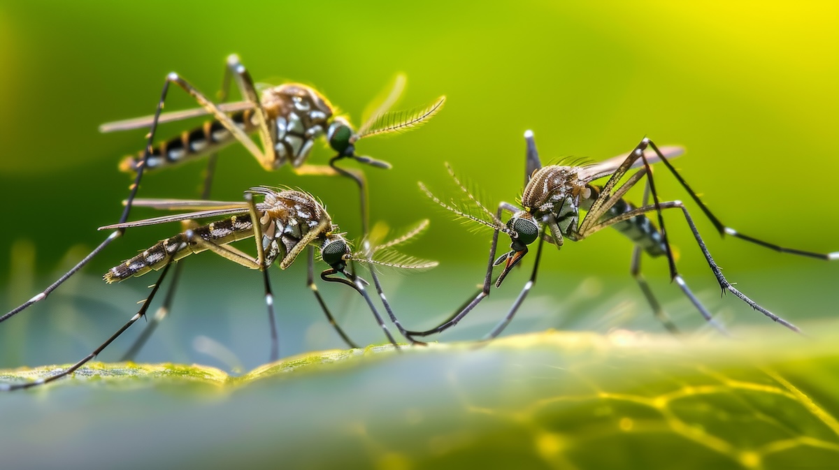 Falkeco Mücken A Pioneering Eco-Conscious Approach to Mosquito Mitigation